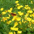 evening primrose